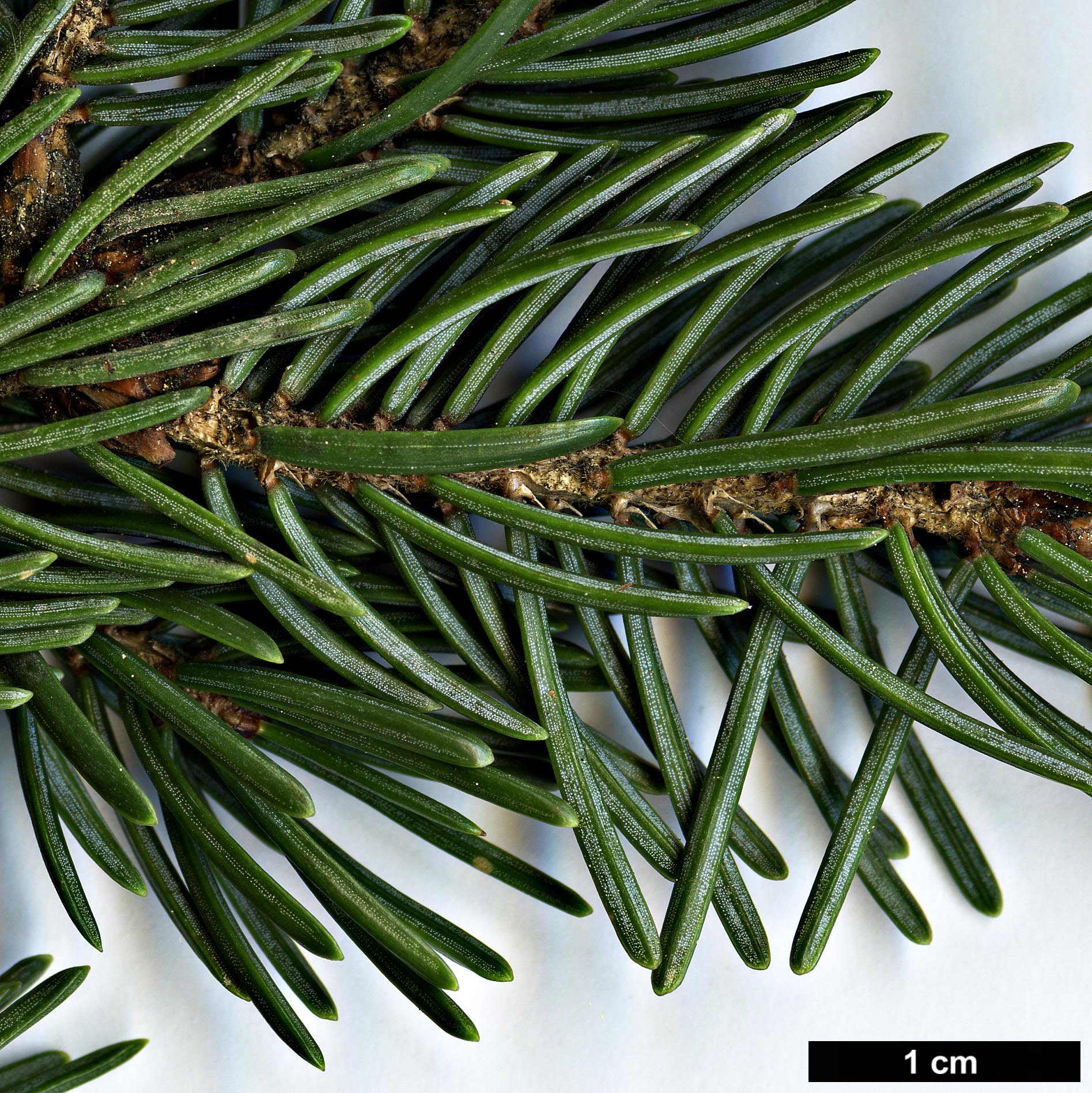 High resolution image: Family: Pinaceae - Genus: Picea - Taxon: likiangensis - SpeciesSub: var. rubescens High resolution image: Family: Pinaceae - Genus: Picea - Taxon: likiangensis - SpeciesSub: var. rubescens